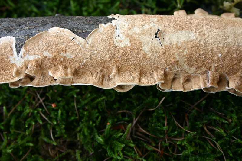 Byssomerulius corium? (Byssomerulius corium)